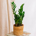 ZZ Plant
