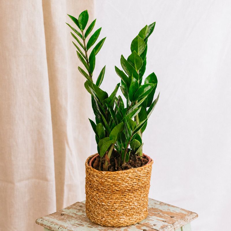 ZZ Plant