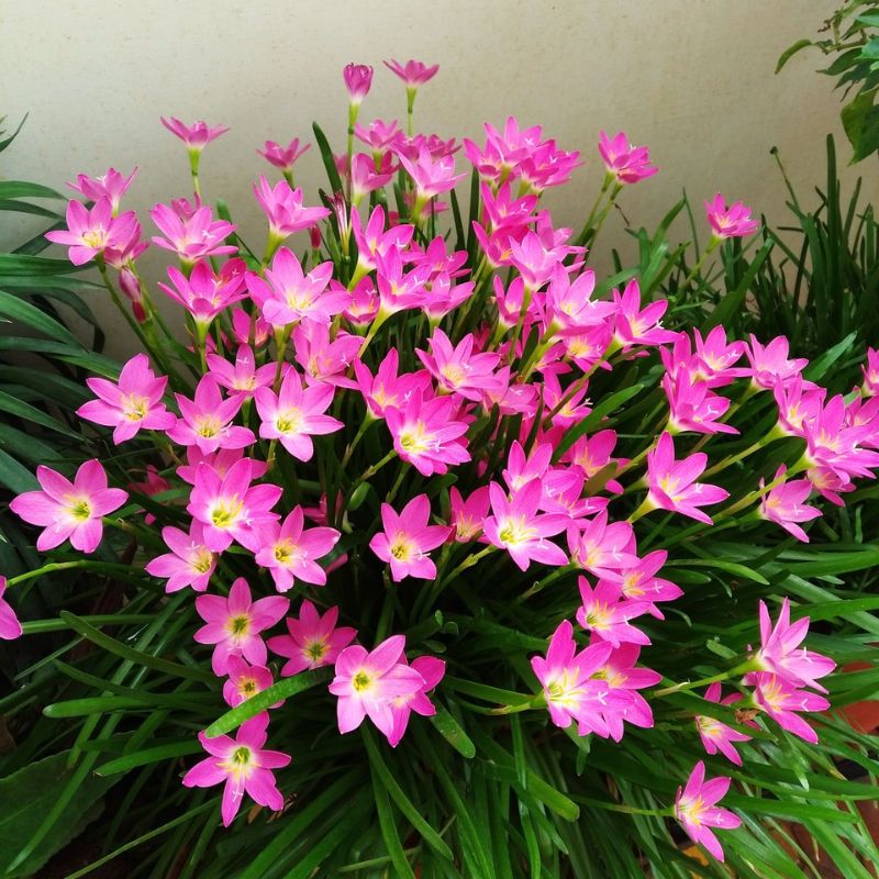 Rain Lily Flower Bulb 10 Pcs (Mix Colour)