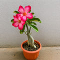 Adenium Plant (Pack of 3) - Desert Rose