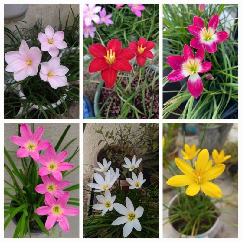 Rain Lily Flower Bulb 10 Pcs (Mix Colour)