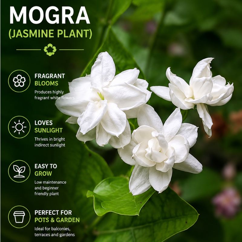 Mogra Flower Plant (Jasmine Plant)