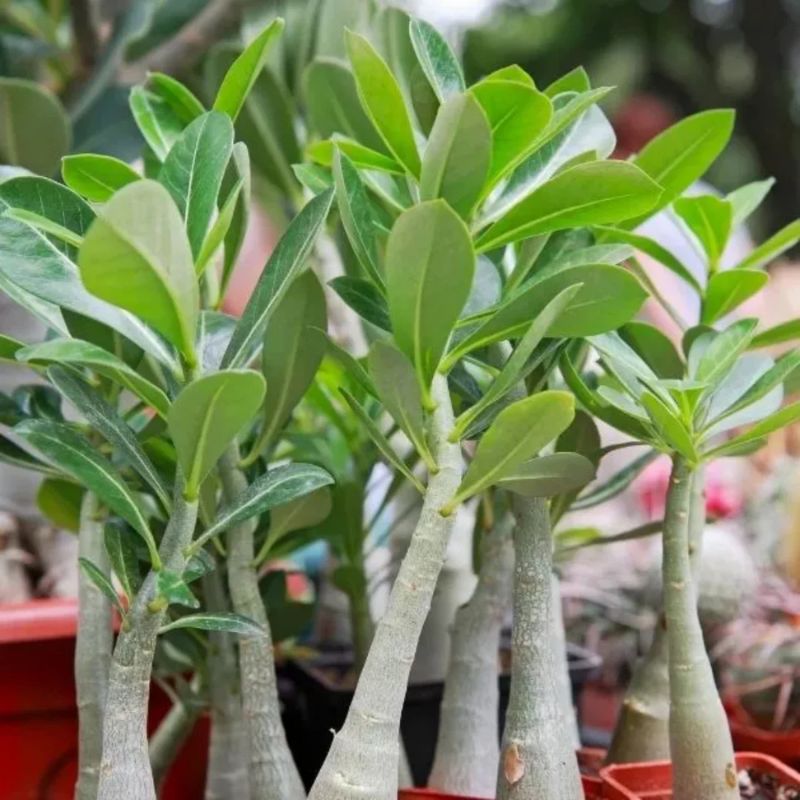 Adenium Plant (Pack of 3) - Desert Rose