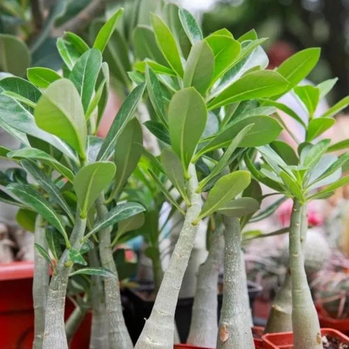 Adenium Plant (Pack of 3) - Desert Rose