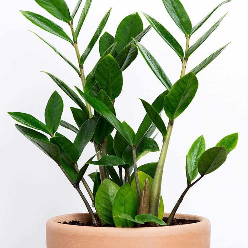 ZZ Plant