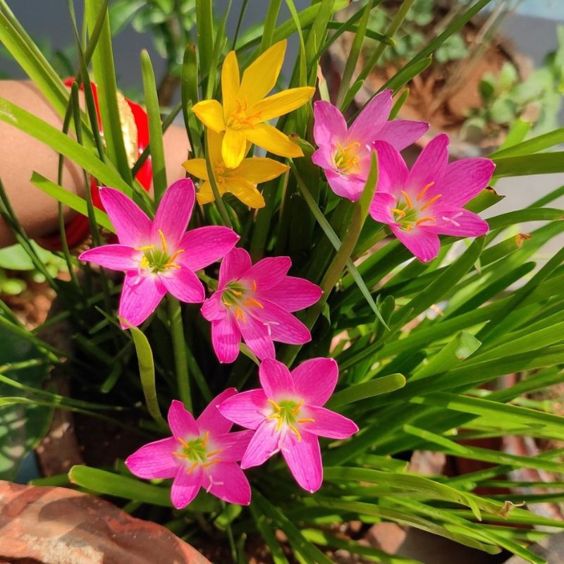 Rain Lily Flower Bulb 10 Pcs (Mix Colour)
