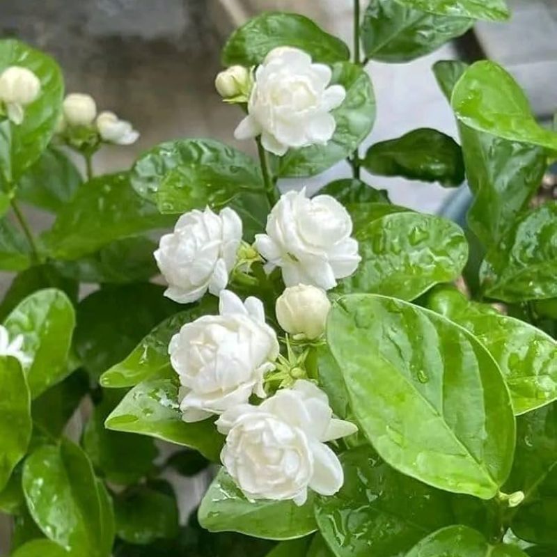 Mogra Flower Plant (Jasmine Plant)