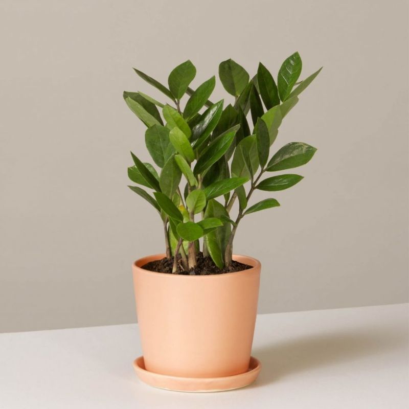 ZZ Plant