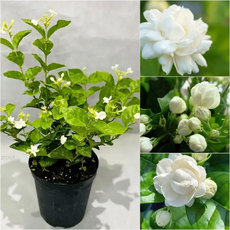 Mogra Flower Plant (Jasmine Plant)