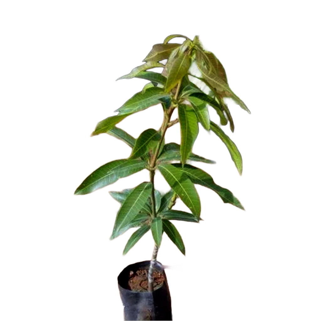 All Time Mango Plant – Mango Tree for Home Garden & Pots