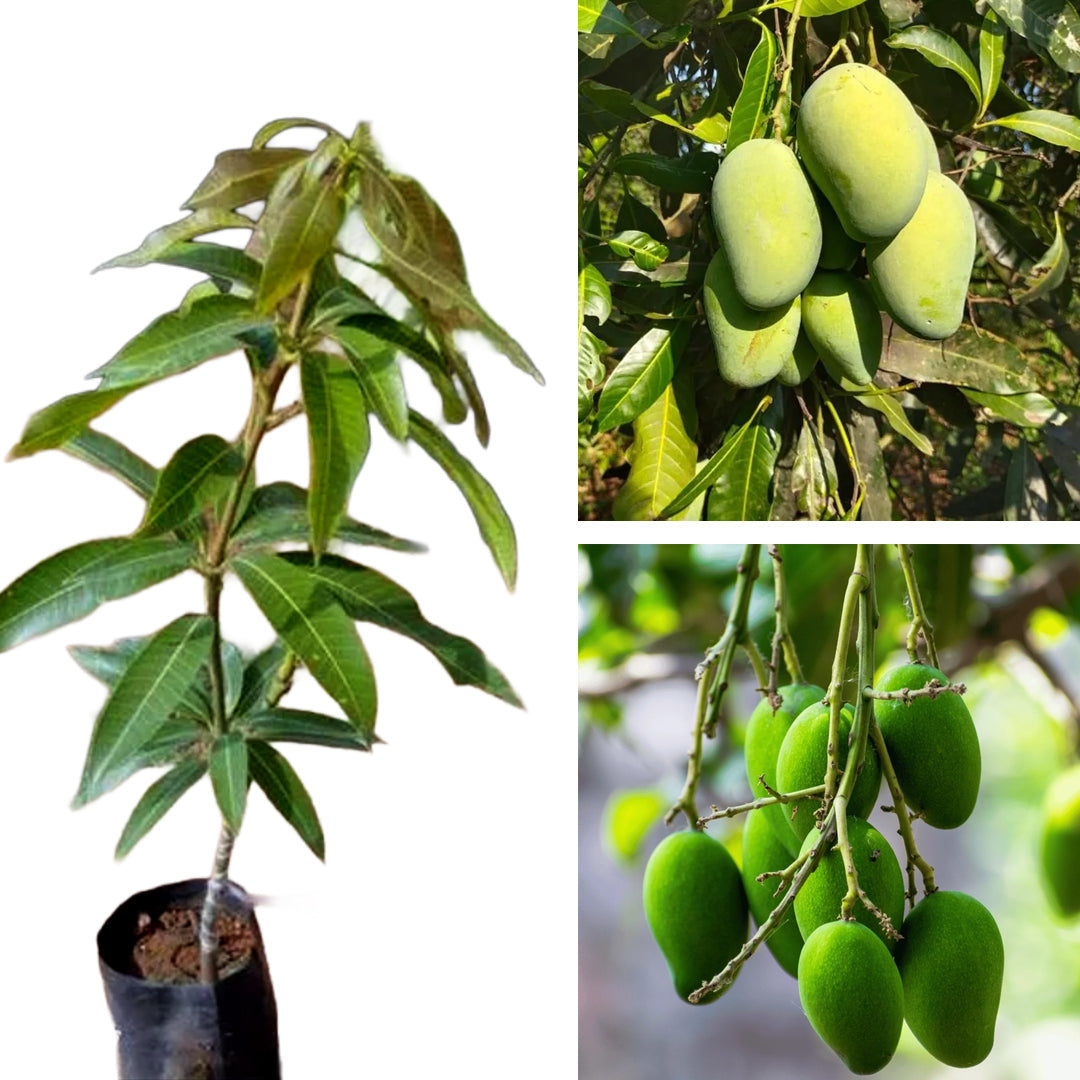 All Time Mango Plant – Mango Tree for Home Garden & Pots