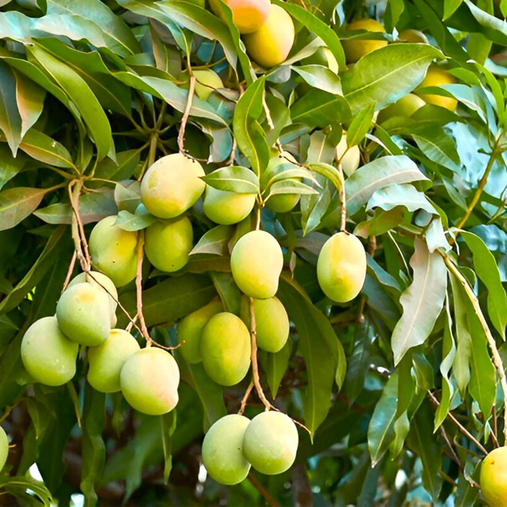 All Time Mango Plant – Mango Tree for Home Garden & Pots