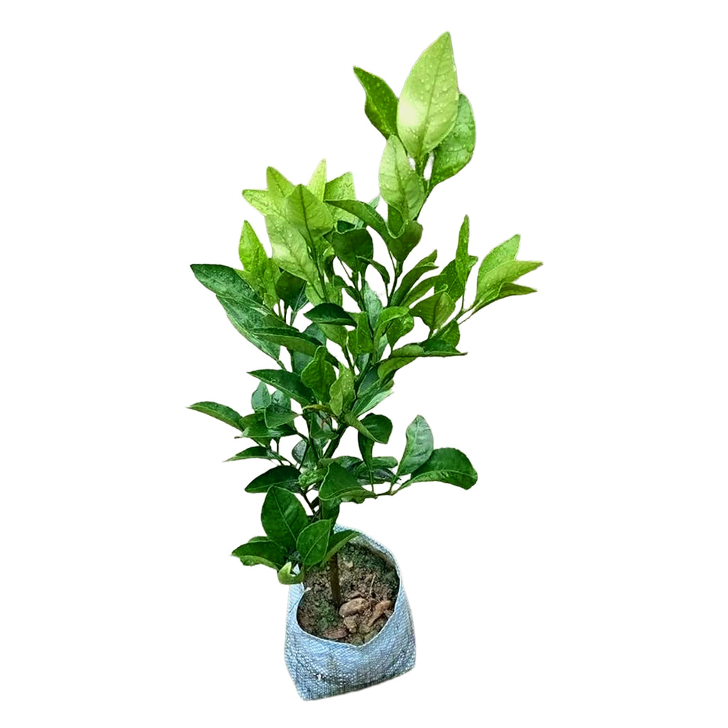 Baramasi Lemon Plant – 12 Month Fruit Bearing Lemon Tree