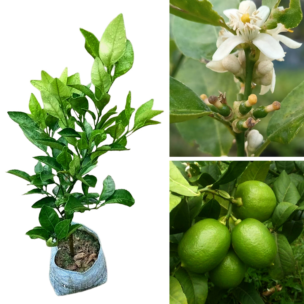 Baramasi Lemon Plant – 12 Month Fruit Bearing Lemon Tree