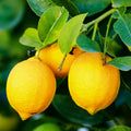 Baramasi Lemon Plant – 12 Month Fruit Bearing Lemon Tree