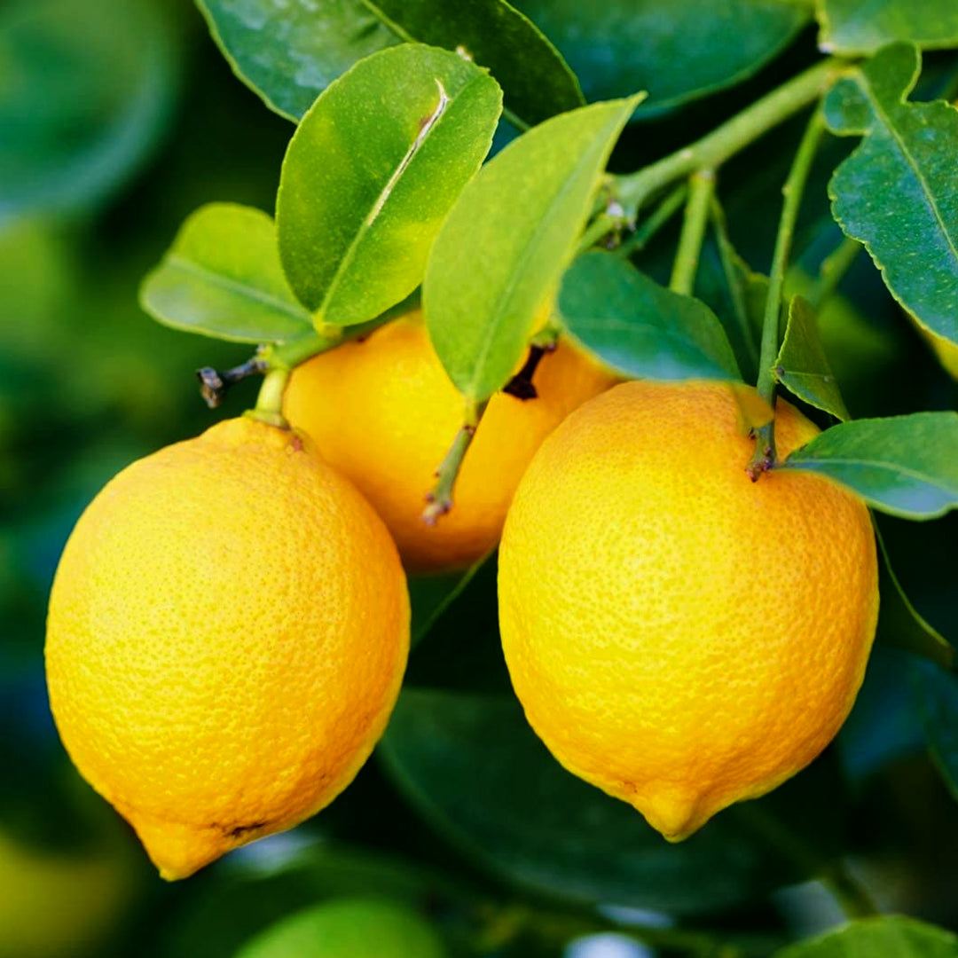 Baramasi Lemon Plant – 12 Month Fruit Bearing Lemon Tree
