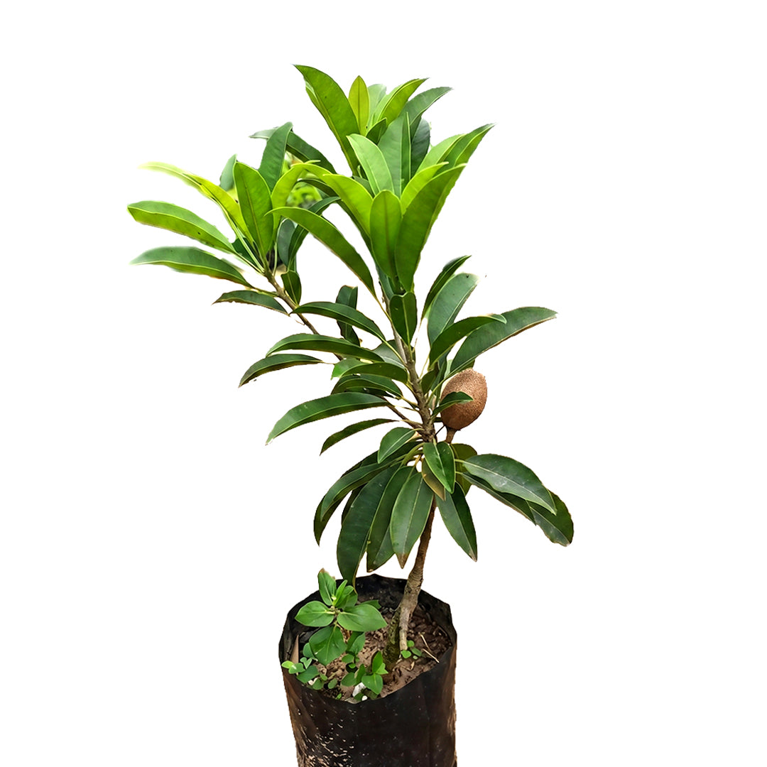 Thai Kalapati Chiku Plant – Sapota Tree for Home Garden & Pots