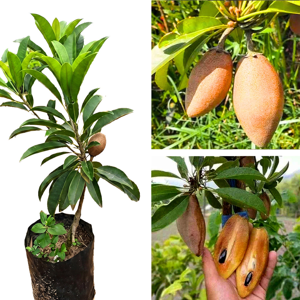 Thai Kalapati Chiku Plant – Sapota Tree for Home Garden & Pots