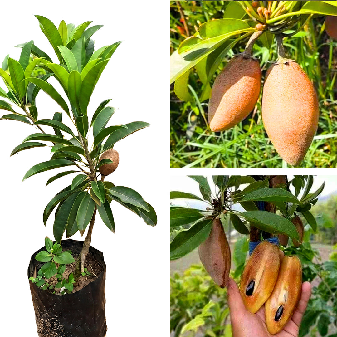 Thai Kalapati Chiku Plant – Sapota Tree for Home Garden & Pots