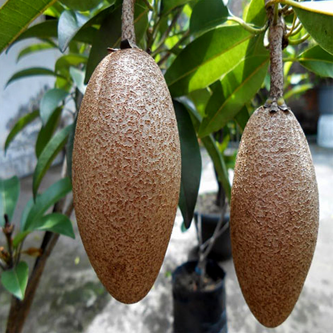 Thai Kalapati Chiku Plant – Sapota Tree for Home Garden & Pots