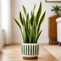 Snake Plant (Sansevieria Laurentii) - Air Purifying & Low Maintenance