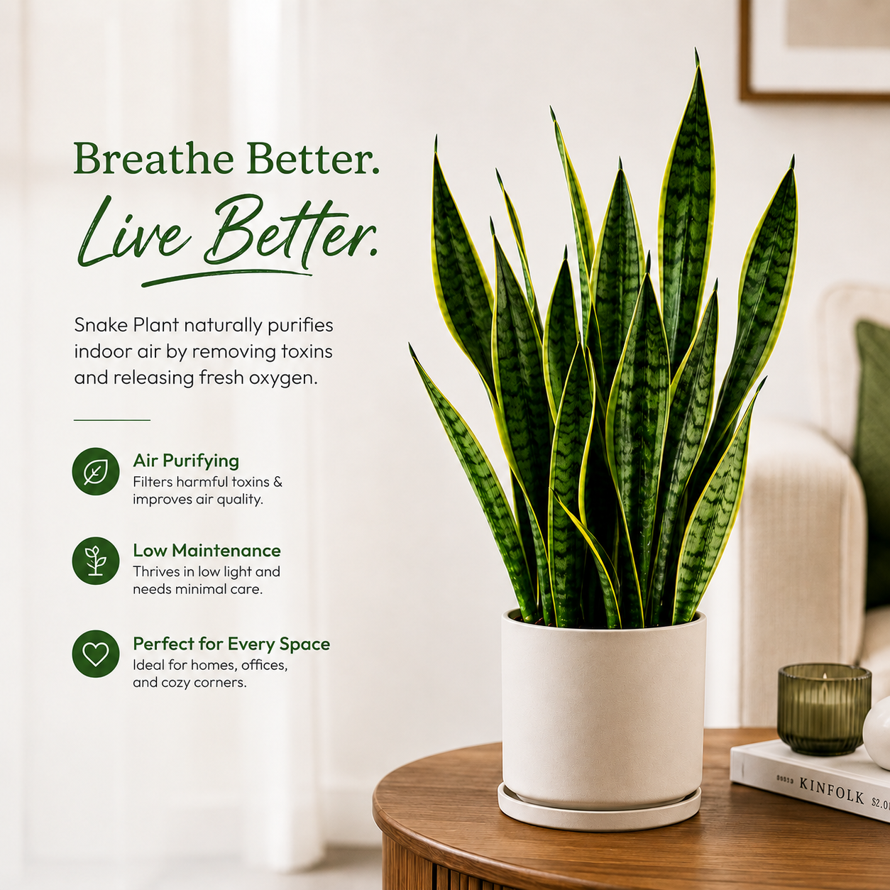 Snake Plant (Sansevieria Laurentii) - Air Purifying & Low Maintenance