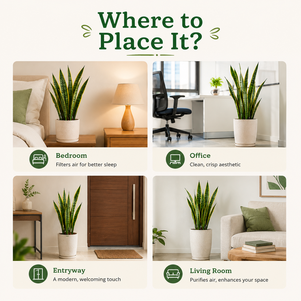 Snake Plant (Sansevieria Laurentii) - Air Purifying & Low Maintenance