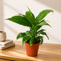 Peace Lily Plant