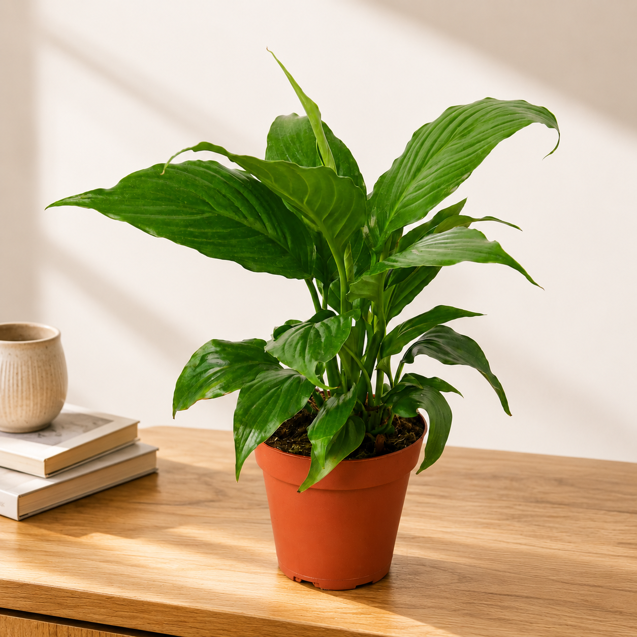 Peace Lily Plant