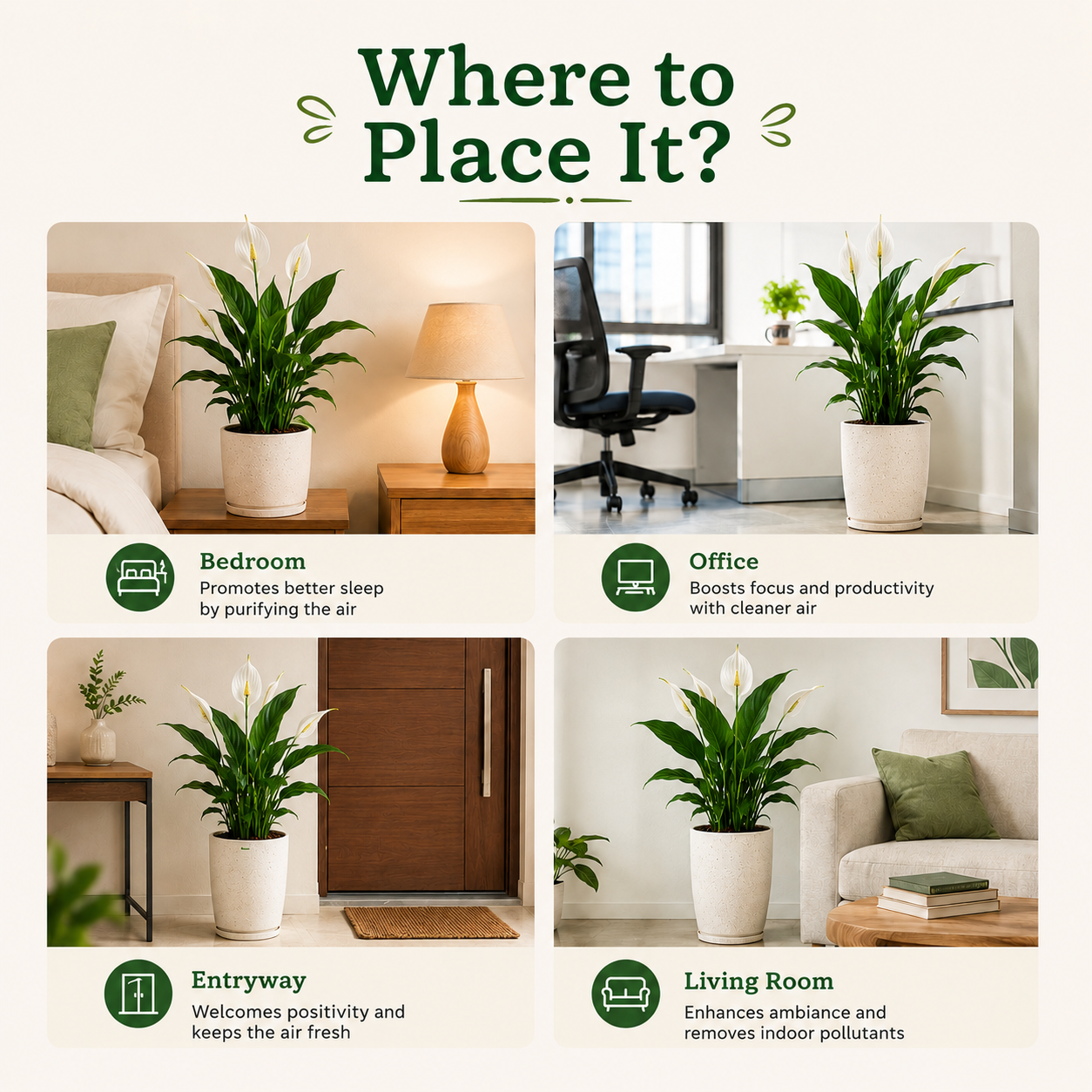 Peace Lily Plant