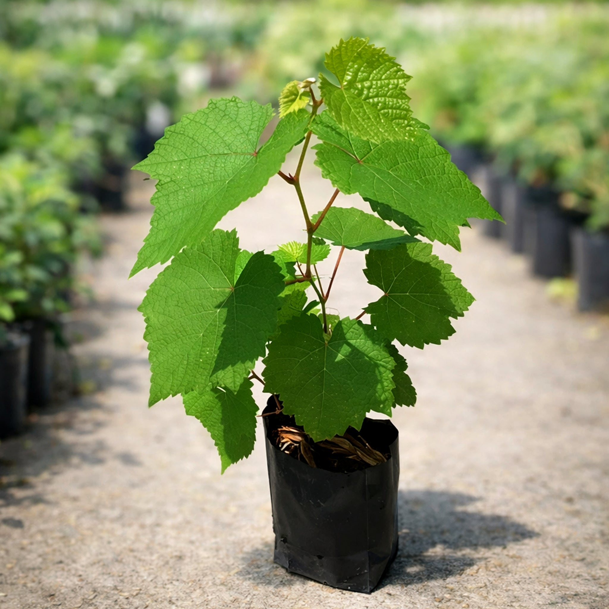Grapes Fruit Plant - Sweet Fruit Vine for Home Garden & Pots
