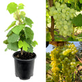 Grapes Fruit Plant - Sweet Fruit Vine for Home Garden & Pots