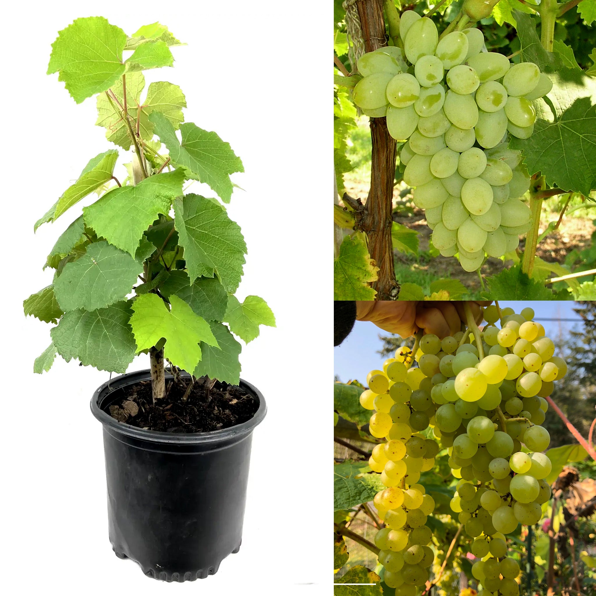 Grapes Fruit Plant - Sweet Fruit Vine for Home Garden & Pots