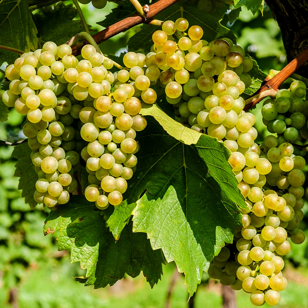 Grapes Fruit Plant - Sweet Fruit Vine for Home Garden & Pots