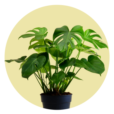 Indoor Plants