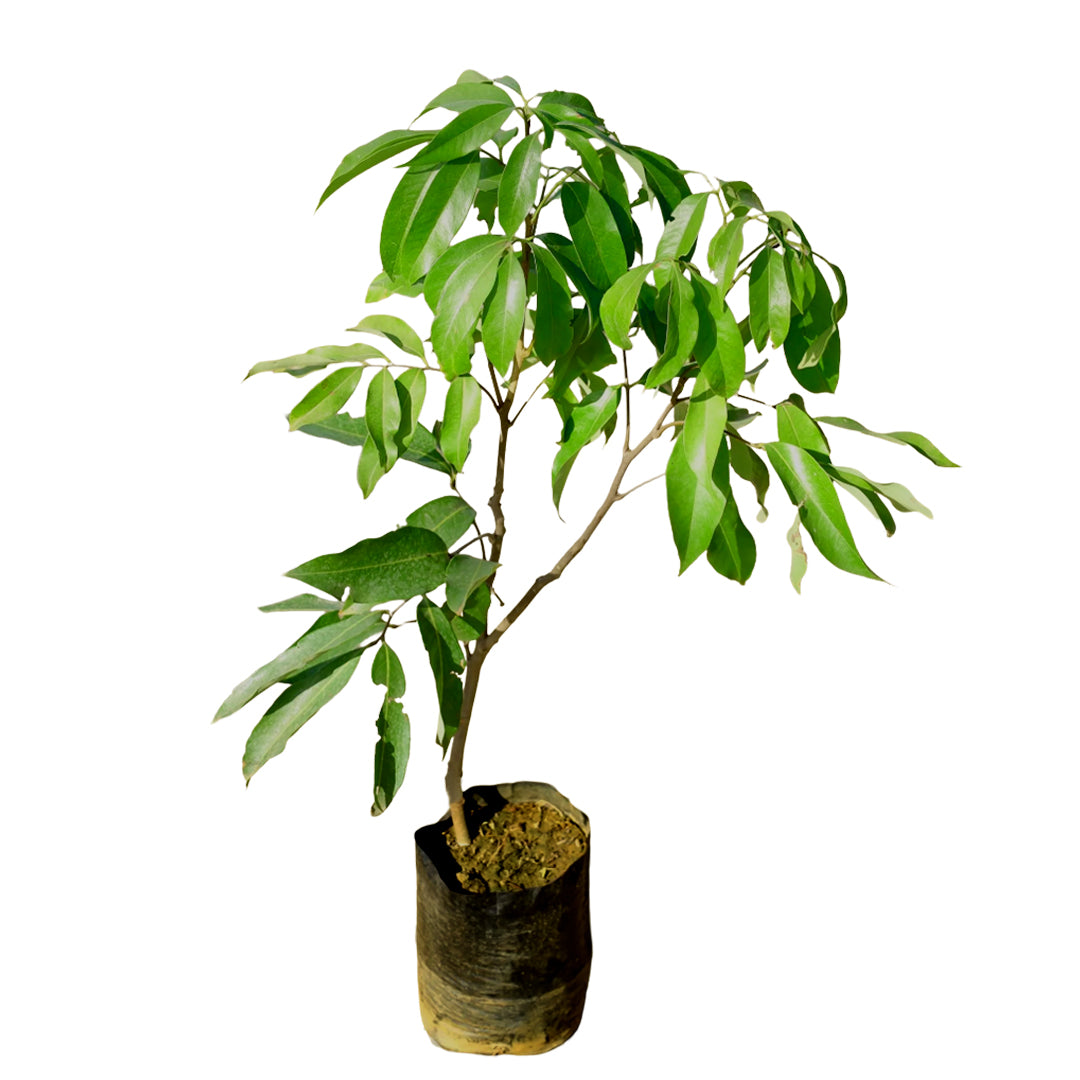 Litchi Fruit Plant – Sweet Lychee Tree for Home Garden