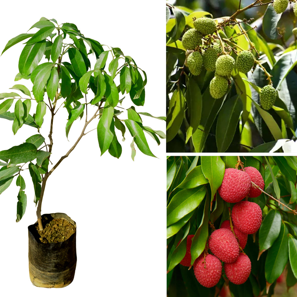 Litchi Fruit Plant – Sweet Lychee Tree for Home Garden