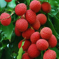 Litchi Fruit Plant – Sweet Lychee Tree for Home Garden