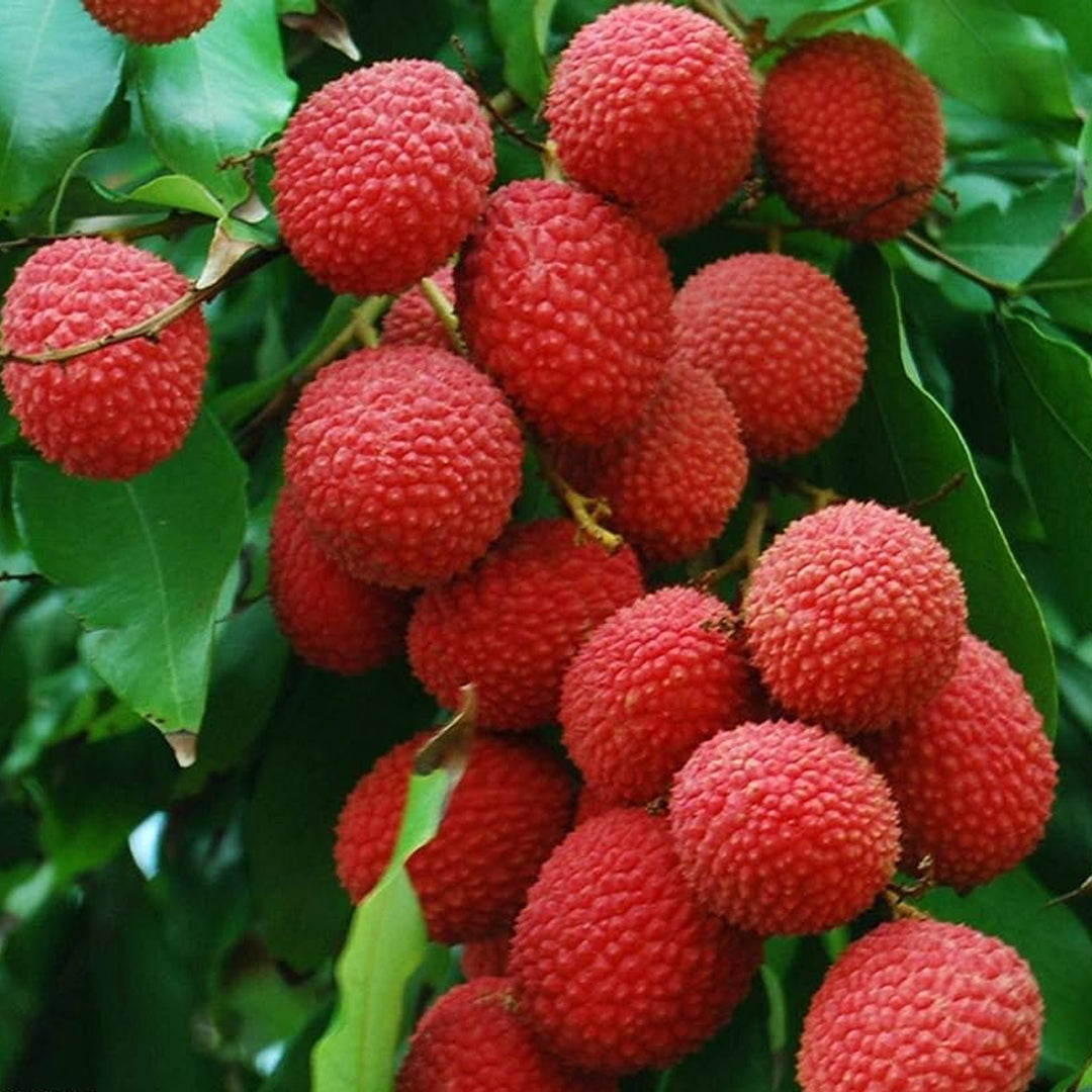 Litchi Fruit Plant – Sweet Lychee Tree for Home Garden