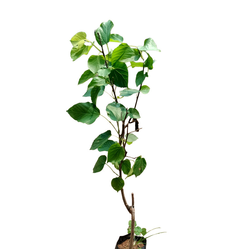 Long Mulberry Plant – Sweet Fruit Bearing Shahtoot Tree