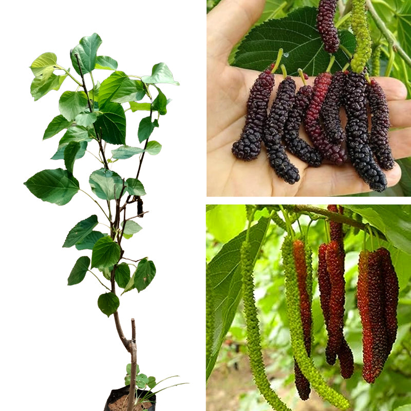 Long Mulberry Plant – Sweet Fruit Bearing Shahtoot Tree