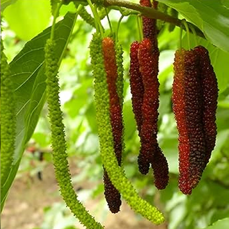 Long Mulberry Plant – Sweet Fruit Bearing Shahtoot Tree