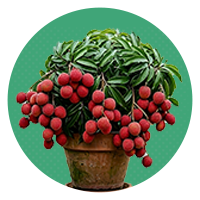 Fruit Plants