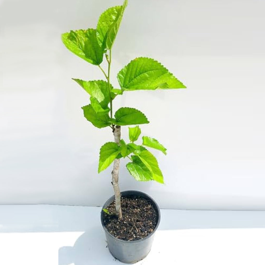 Chaingmai 60 Mulberry Plant - Fruit-Bearing & Perfect for Home Gardens