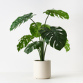 Monstera Deliciosa Plant