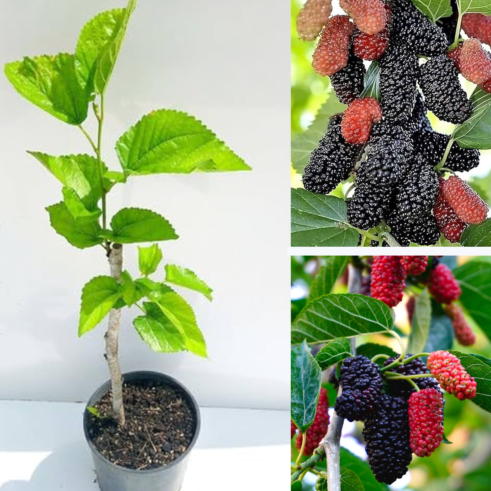 Chaingmai 60 Mulberry Plant - Fruit-Bearing & Perfect for Home Gardens