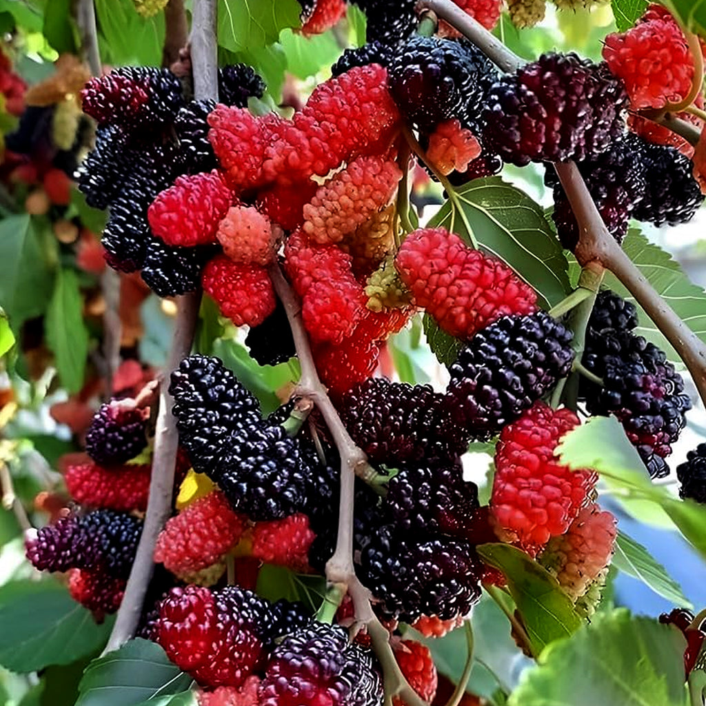 Chaingmai 60 Mulberry Plant - Fruit-Bearing & Perfect for Home Gardens