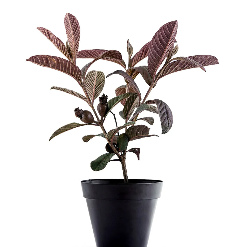 Red Guava Plant (Lal Amrood) - Easy-to-Grow Tropical Fruit Tree