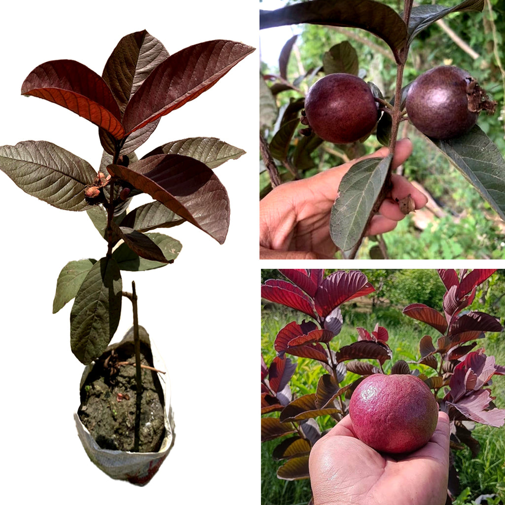 Red Guava Plant (Lal Amrood) - Easy-to-Grow Tropical Fruit Tree
