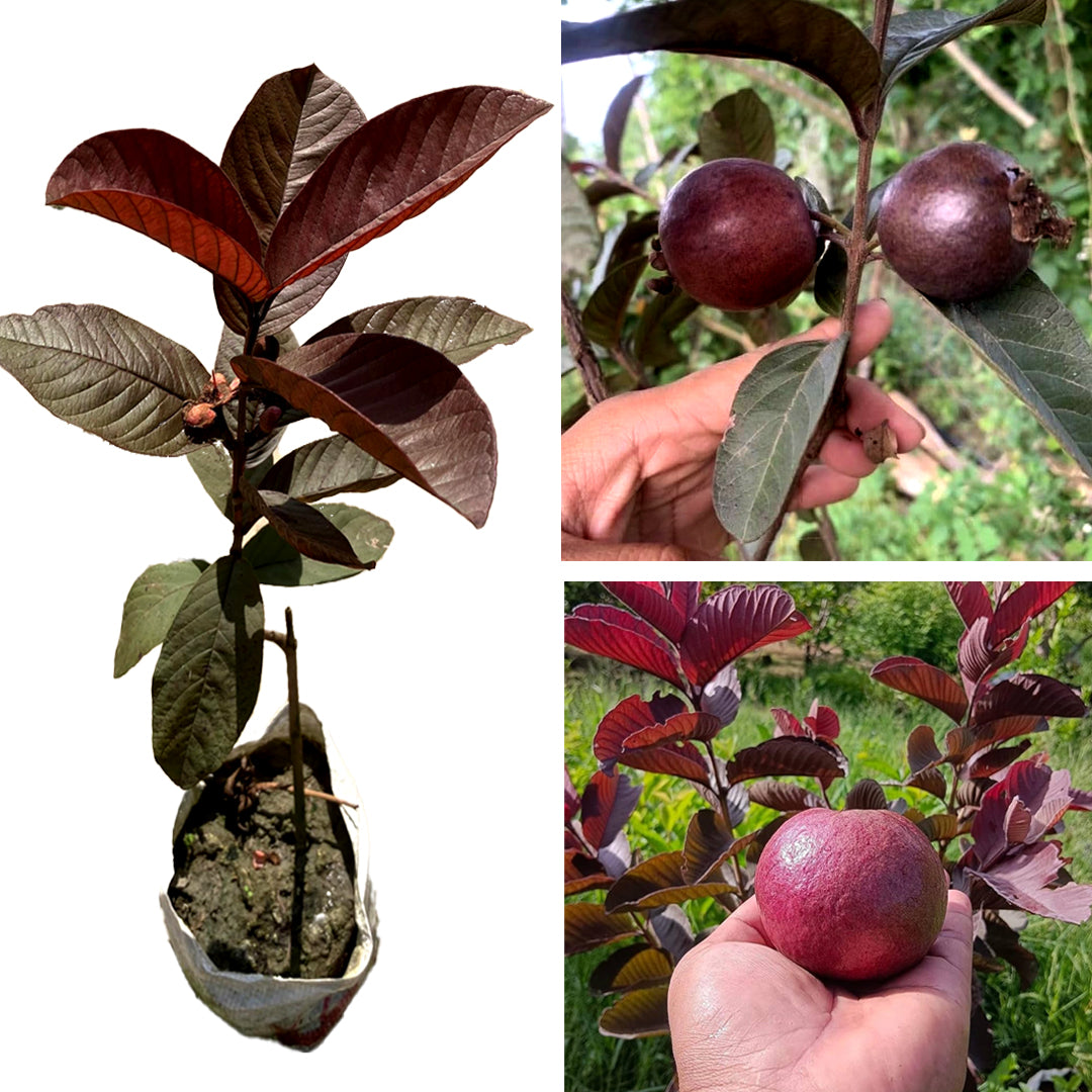Red Guava Plant (Lal Amrood) - Easy-to-Grow Tropical Fruit Tree